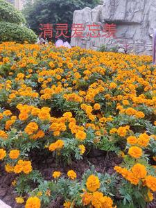 清灵水韵
